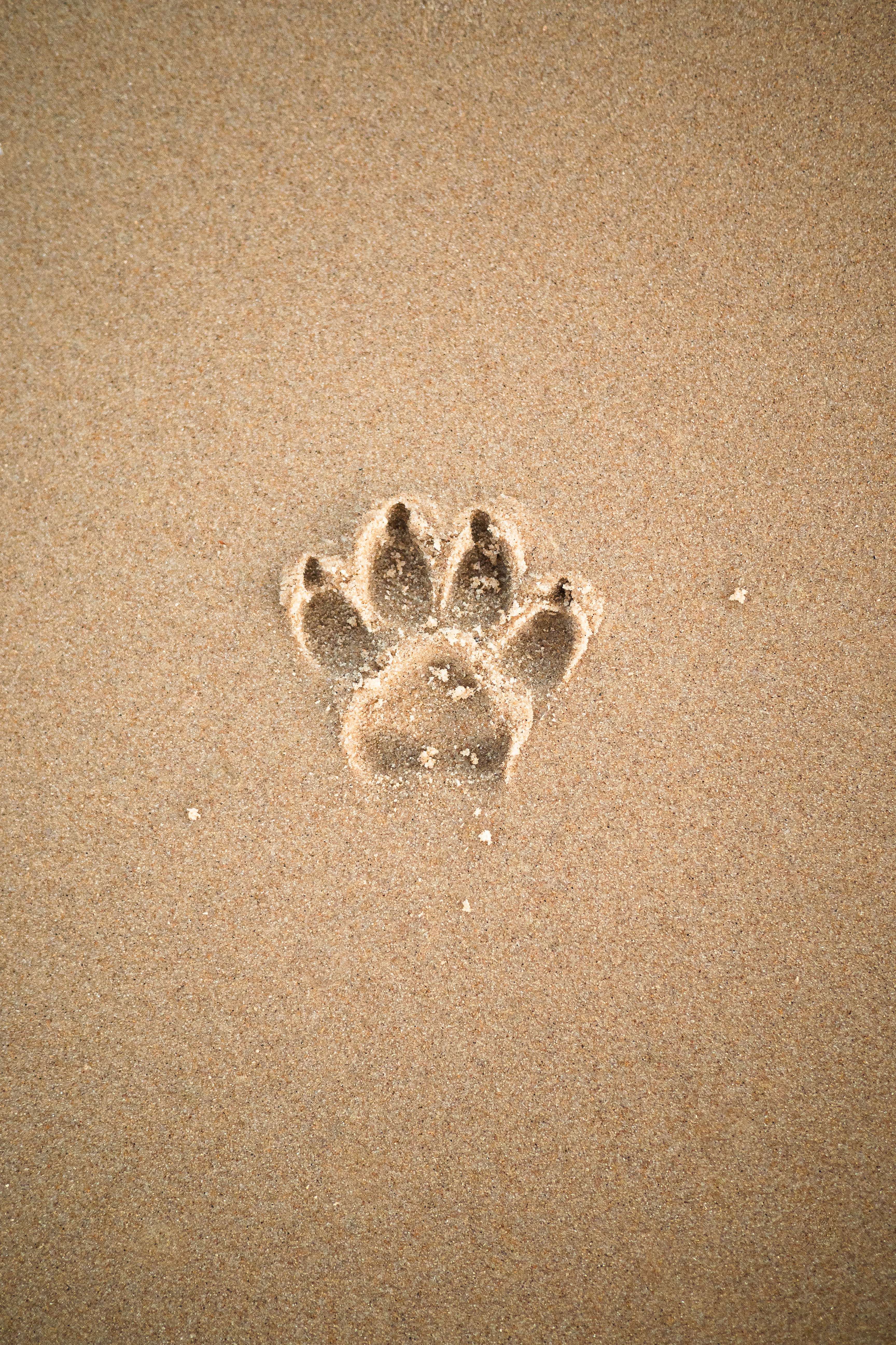 brown sand with heart shaped sand